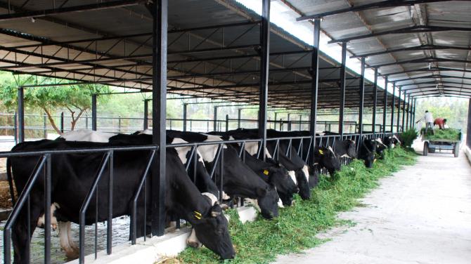 Mléčná farma jako podnikání: plán a vyhlídky rozvoje